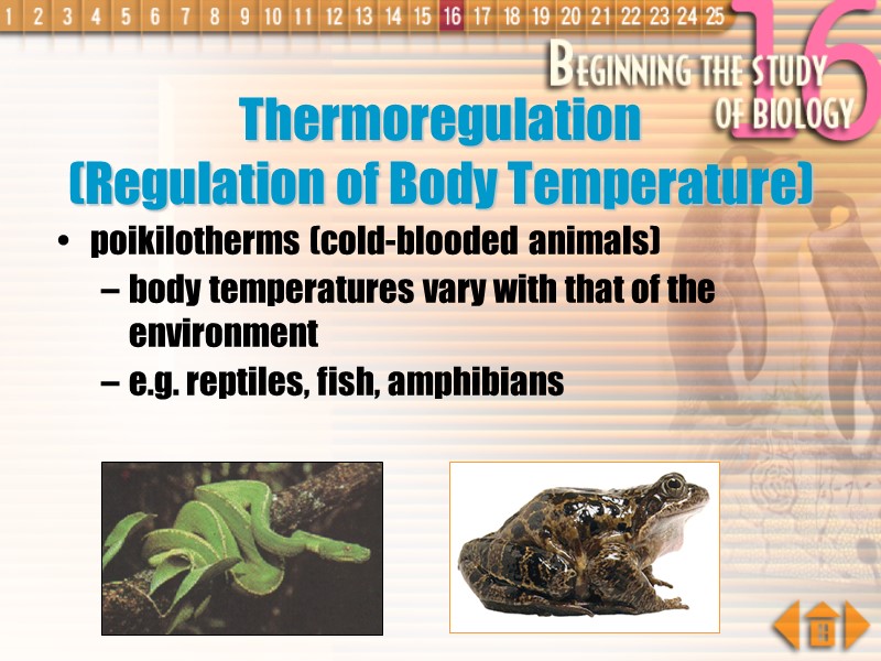 Thermoregulation (Regulation of Body Temperature) poikilotherms (cold-blooded animals) body temperatures vary with that of